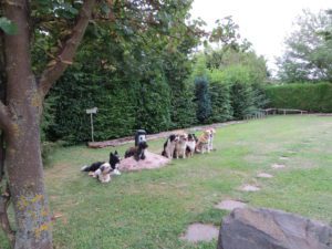 9 kutya a kertben
